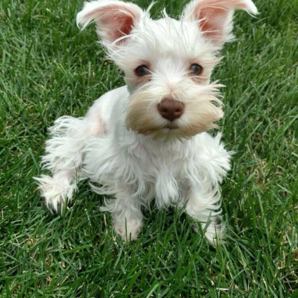 Meet your Posher, Kristi